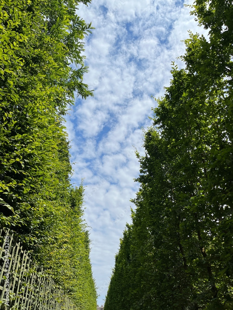 Haie et ciel