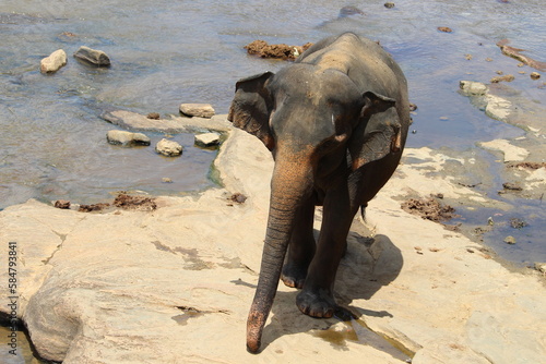 Photography elephants in the river- Ma oya, Pinnawala