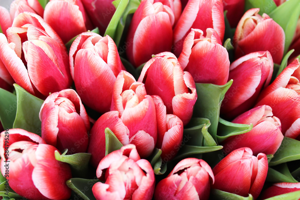 Fototapeta premium bunch of tulips. red and white tulips with green leaveson