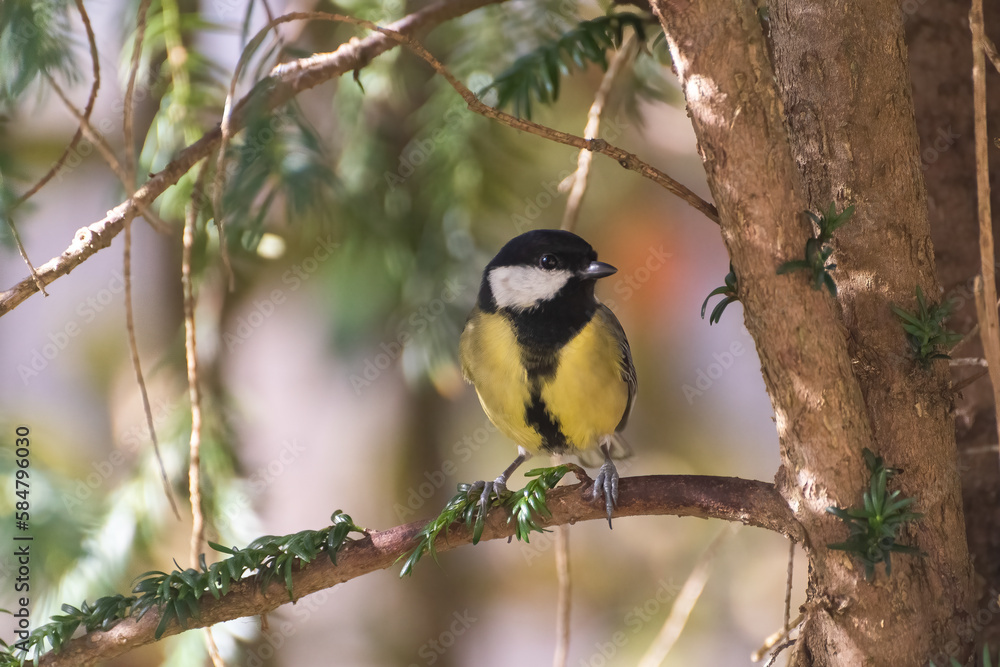 Fototapeta premium Carbonero Común