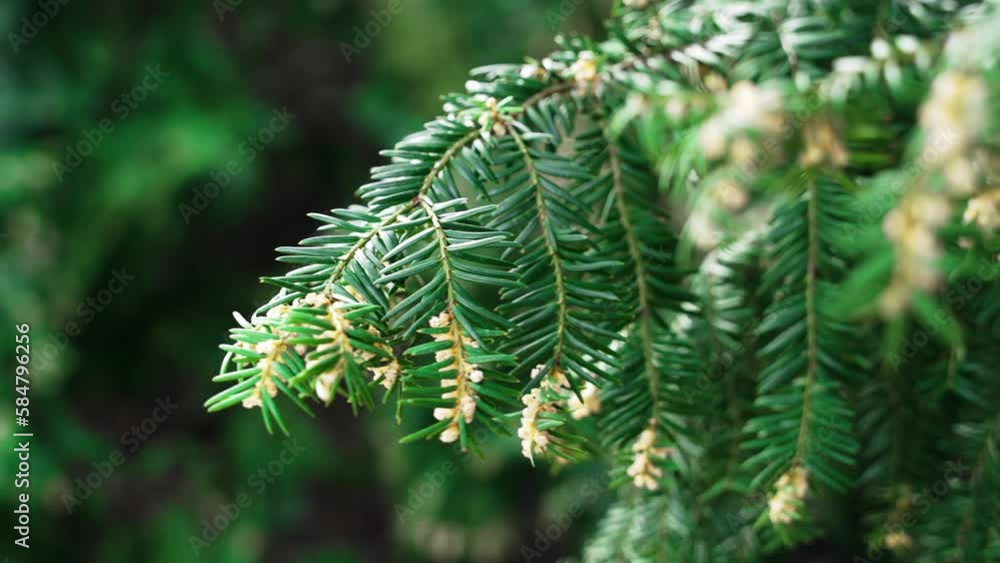 Green spruce branches in spring park, close-up. Red berries on green yew berry tree wind swaying. Green spruce branches in spring park, close-up. Red berries on green yew berry tree wind swaying.