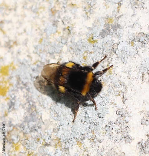 bumble bee on the ground © Sophie BENARD