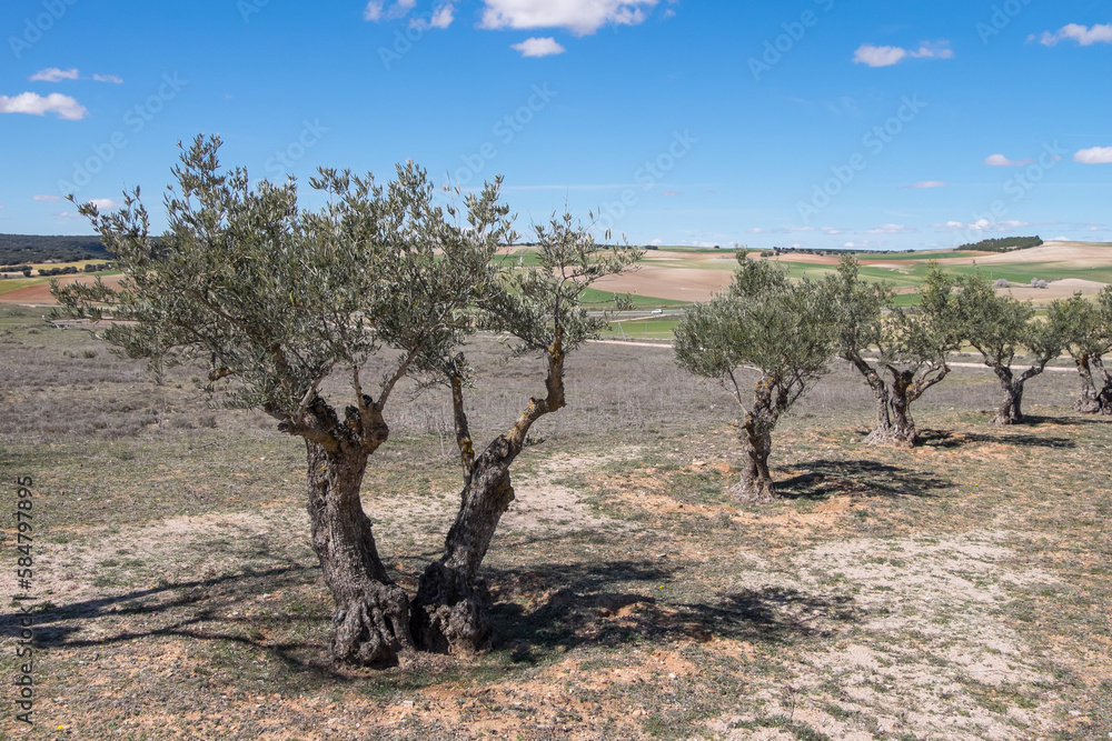 Olivos en los campos agrícolas de Castilla La Mancha, España