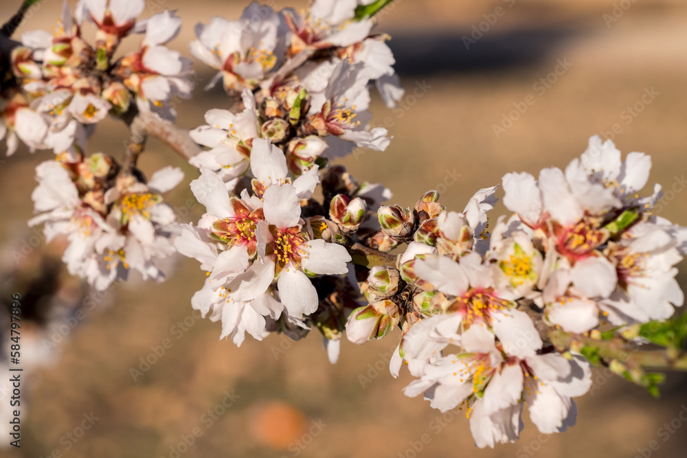 Flores de almendro en Castilla La Mancha, España Flores de almendro en Castilla La Mancha, España