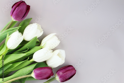 flowers white and purple tulips with green leaves isolated on light background