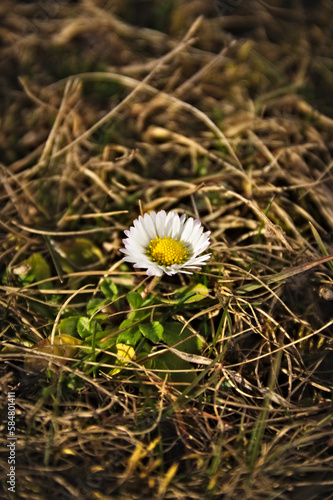 Little daisy. Nature. Flower. Blurred background. Macro.