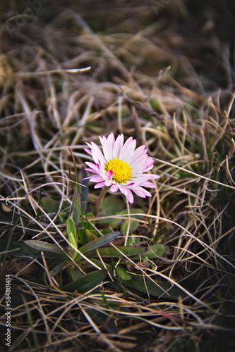 Little daisy. Nature. Flower. Blurred background. Macro.