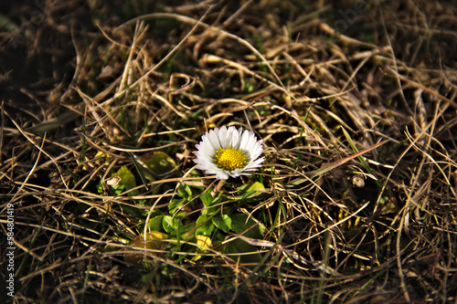Little daisy. Nature. Flower. Blurred background. Macro.