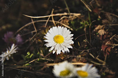 Little daisy. Nature. Flower. Dark key. Macro.