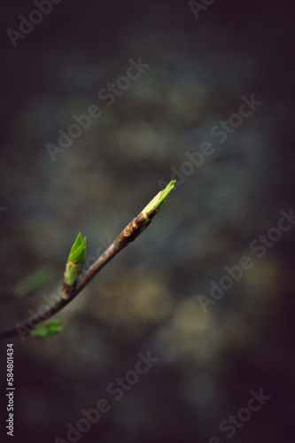 Buds on trees. Dark key. Blurred background. Macro.