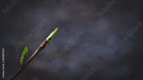 Buds on trees. Dark key. Blurred background. Macro.