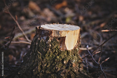 A cut tree stump. Dark key. Close-up. Blurred background.