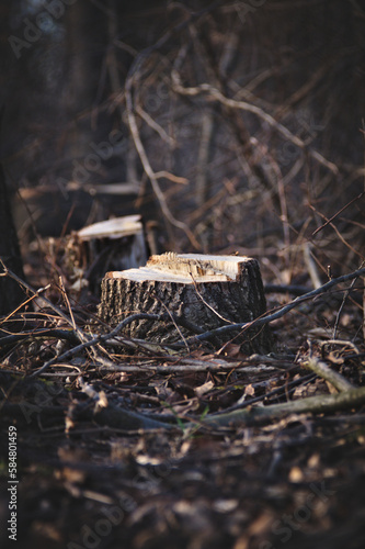 Cut tree stumps. Dark key. Close-up. Blurred background.
