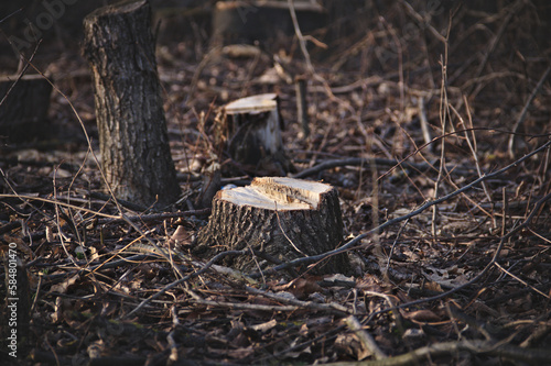 Cut tree stumps. Dark key. Close-up. Blurred background.