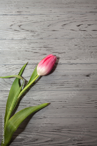 A beautiful fresh pink tulip lies on a textured wooden background. Creative image for your design or unusual illustrations.
