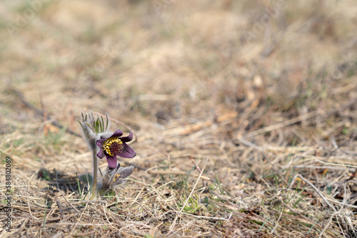 Pulsatilla blooms in early spring in the meadow. Pasque flower on a sunny day. Selective focus.