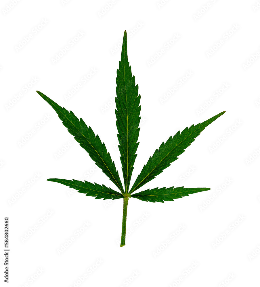 cannabis green marijuana leaf isolated on white background, weed leaves closeup, natural medical hemp macro cannabis green marijuana leaf isolated on white background, weed leaves closeup, natural medical hemp macro