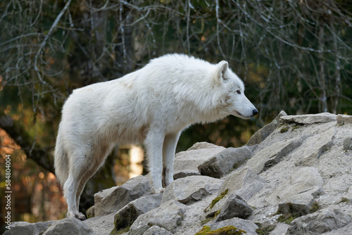 Loup blanc 2023 2/5