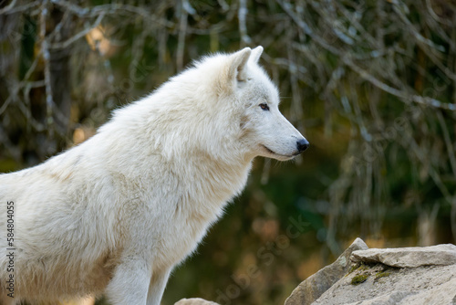 Loup blanc 2023 1/5