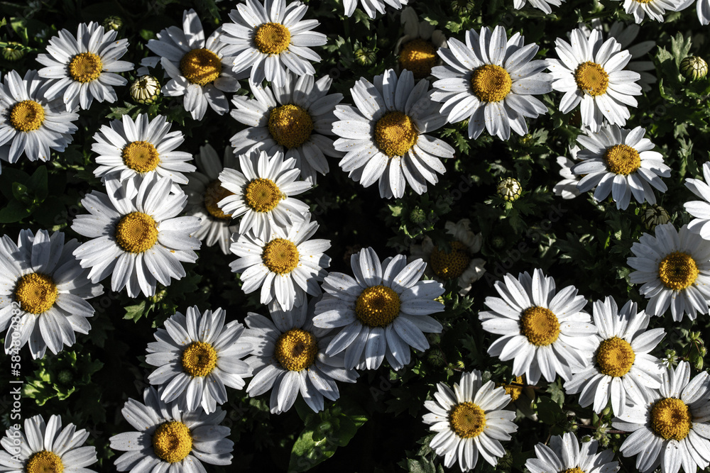 daisies in a field daisies in a field