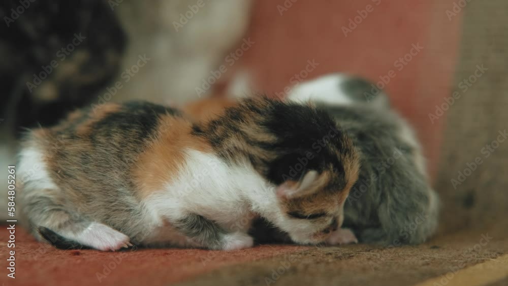 Close up video of mother cat with her just born kitten. Close up video of mother cat with her just born kitten.