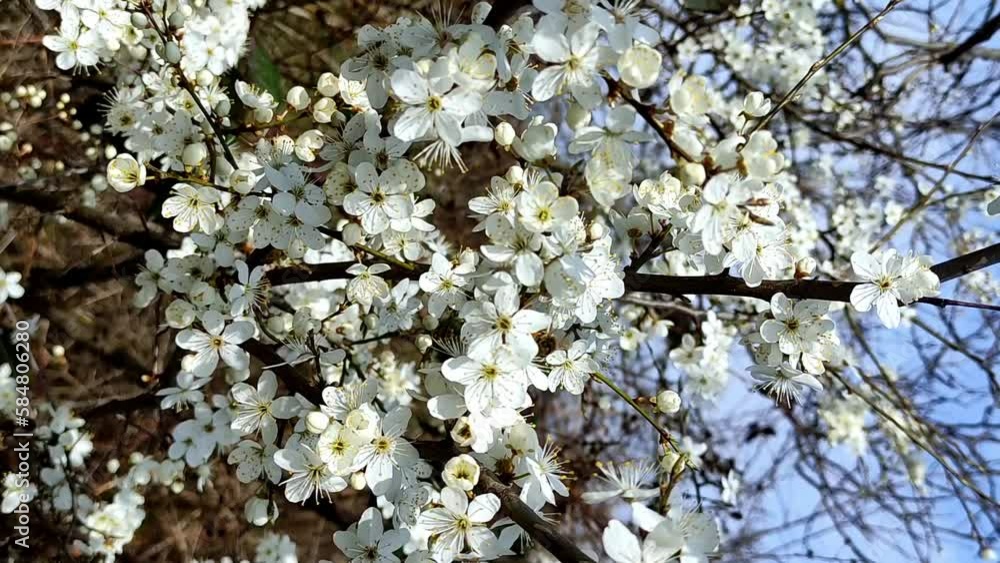 Blooming trees, white flowers, sway in the wind Blooming trees, white flowers, sway in the wind