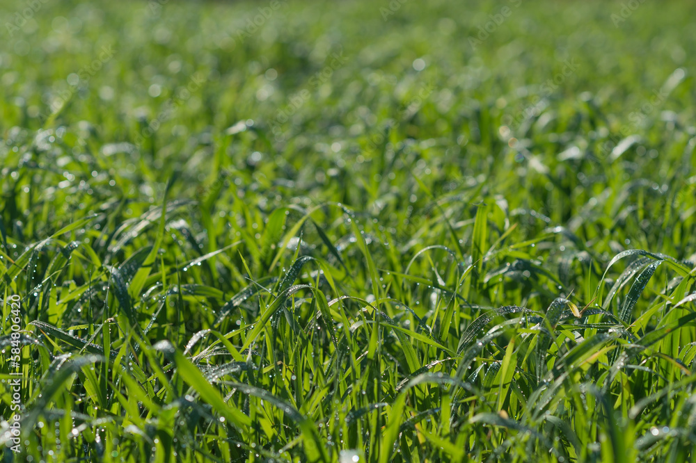 Green shoots of grain crops close-up in dew drops in the morning light of the sun. Background Green shoots of grain crops close-up in dew drops in the morning light of the sun. Background
