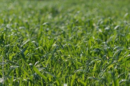 Green shoots of grain crops close-up in dew drops in the morning light of the sun. Background