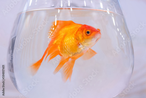 Goldfish swimming around in glass bowl aquarium - close up view. Friendship  pet and care concept