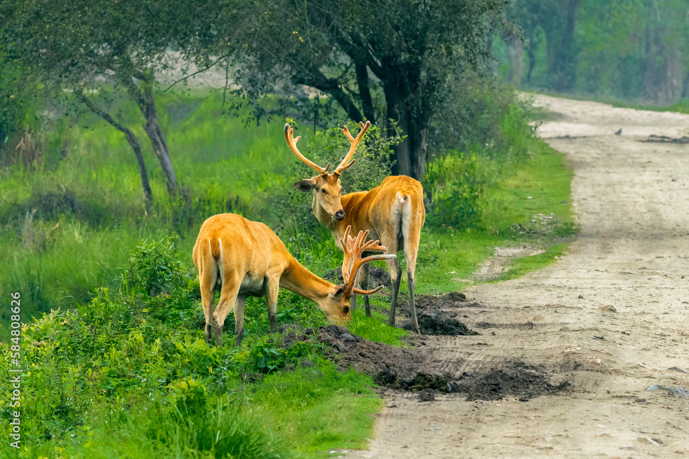 A pair of Chital Deer