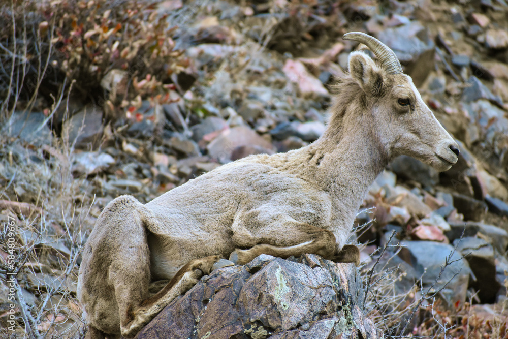 Fototapeta premium Bighorn sheep in Colorado