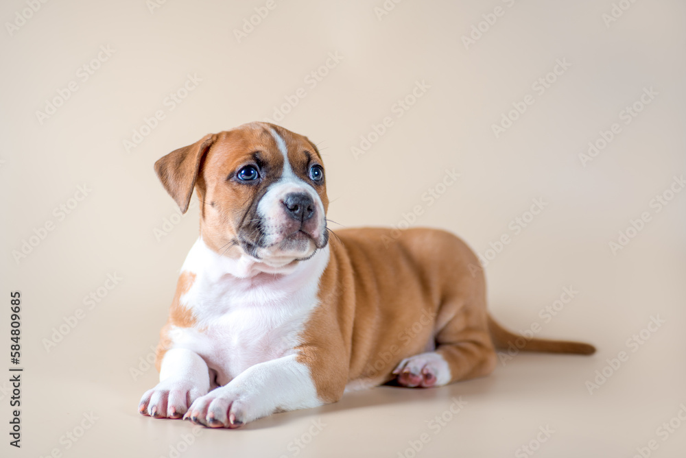 blue-eyed red-and-white Staffordshire Terrier puppy on a light beige background