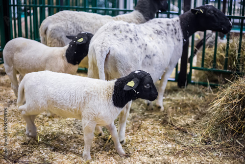 Group of funny cute dorper sheep at agricultural animal exhibition, small cattle trade show. Farming, agriculture industry, livestock and animal husbandry concept