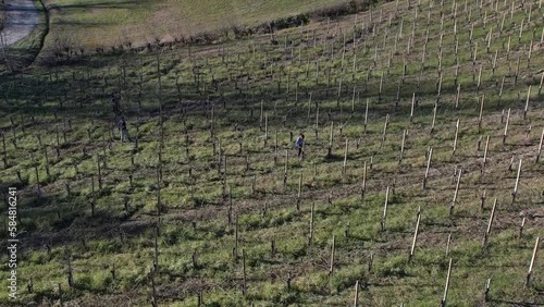 farmers man and woman pruning grapes by hand in the wine farm in the valley during cold season photo