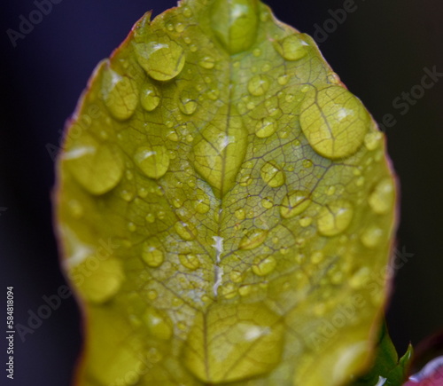 Raindrop on rose leaf