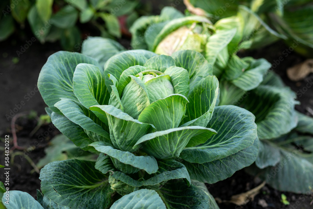Green cabbage with natural light Green cabbage with natural light