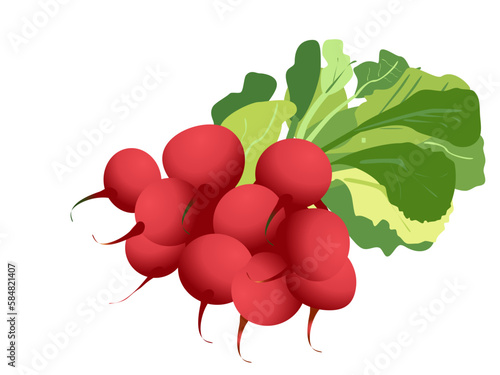 a delicious radish isolated on white