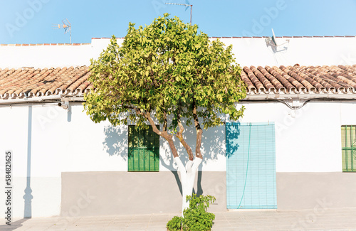 an orange tree in front of a typical white house in Castilblanco de los Arroyos, province of Seville, Andalusia, Spain photo