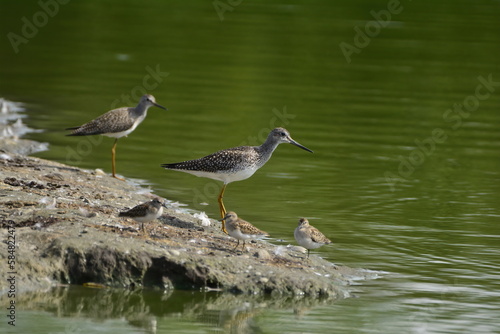 Shorebirds on a muddy bank