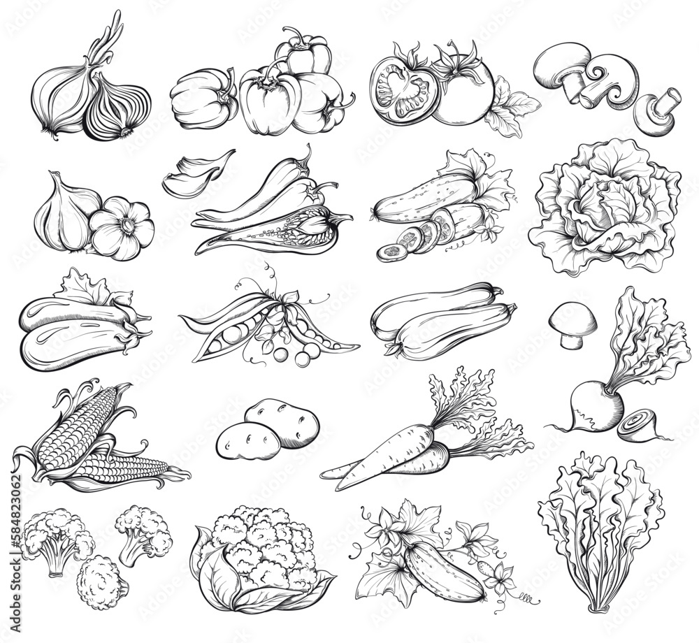 Set of vegetables. Collection of food sketch. Hand Drawn Vector illustration