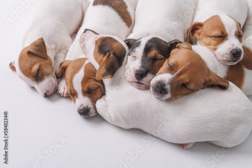 sleeping jack russell terrier puppies on isolated white background © st.kolesnikov
