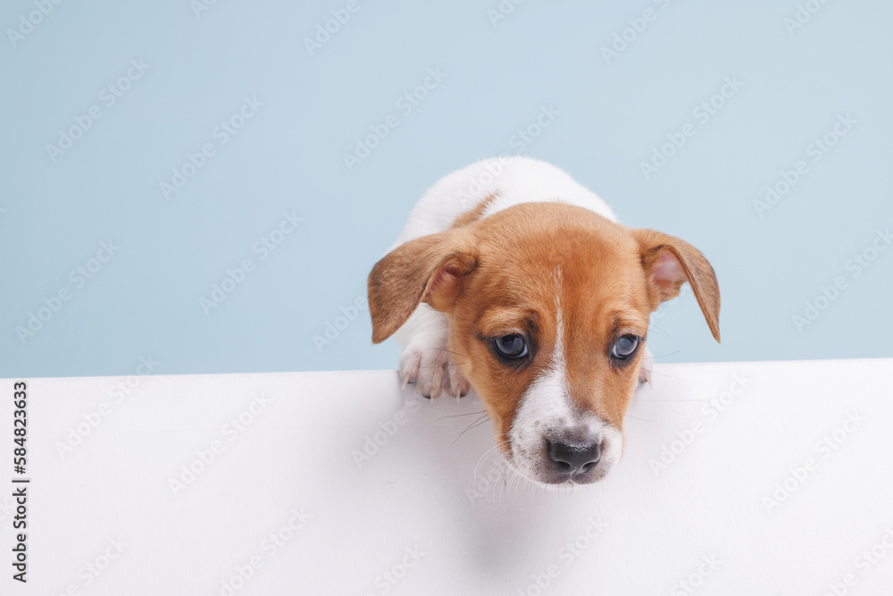 funny puppy jack russell close up funny puppy jack russell close up