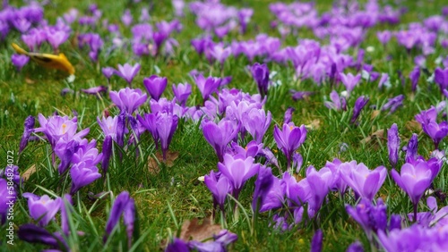 flowers in the field © Wilfried