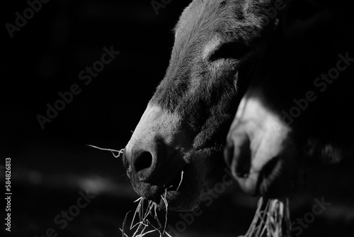 Mini donkeys show friendship and companion on farm close up.