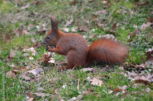 Cute wild redhead squirrel in the park  sits in grass with old fallen leaves holds walnut in its front paws and eats it. Closeup photo outdoors.  © Mariana