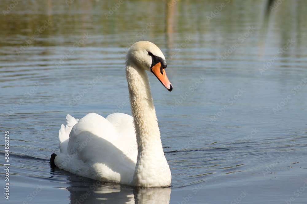 Closeup of white swan floating on rippled lake coming frontal lateral view Closeup of white swan floating on rippled lake coming frontal lateral view