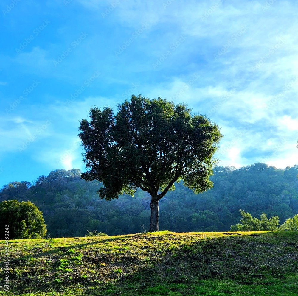 Obraz premium tree on the hill blue sky