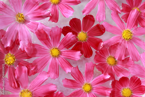 Garden cosmos or Mexican aster. Purple pink Cosmos flower different colors. Flowers background. Cosmos Bipinnatus . Top view. Petals. Various garden flowers. Abstract collage. Floral card design