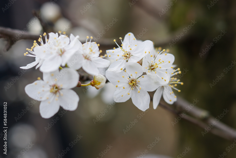 Weiße Kirschblüten im März