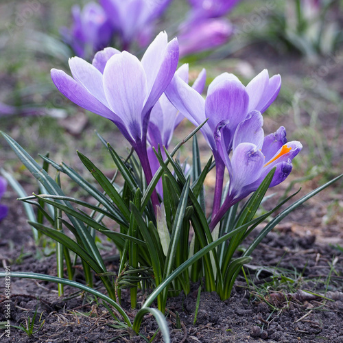 close bush of purple crocuses grows in the park, garden during the day. side view . nature, calendar, poster, background with flowers